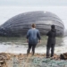 whale with a large tail like a basketball on malcolm island 123809