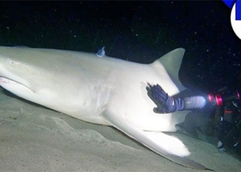 what happens when the moon falls into the ocean at night waking up the huge sharks 119024