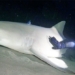 what happens when the moon falls into the ocean at night waking up the huge sharks 119024