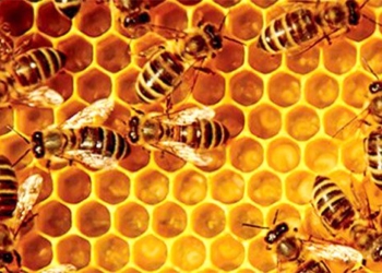 what is bee pollen benefits of bee pollen not everyone knows 120117