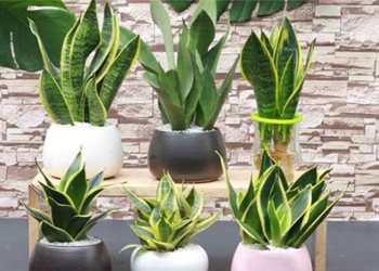 what is luoi ho tree meaning feng shui and tips for planting 123990