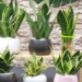 what is luoi ho tree meaning feng shui and tips for planting 123990