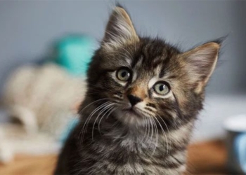 what kind of cat is small and ugly and is the fault of humans 118688