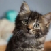 what kind of cat is small and ugly and is the fault of humans 118688