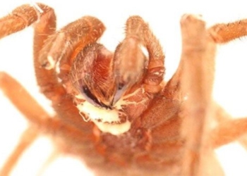 what parasitic worms live in the mouth of tarantulas dead 118532