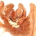 what parasitic worms live in the mouth of tarantulas dead 118532