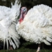 what will happen to the chickens after being fed by the us president on the tet holiday 124339