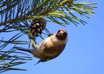 what will the world be like if birds go extinct 123088