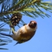 what will the world be like if birds go extinct 123088