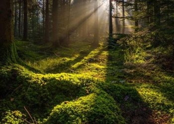 when did the first forests appear on earth 121521