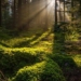 when did the first forests appear on earth 121521