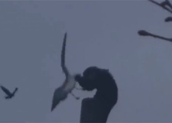 when shrimp are caught on a 7m high pole 119316