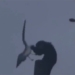 when shrimp are caught on a 7m high pole 119316