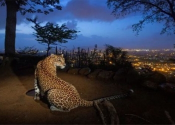 when super cities become the paradise of species 121549
