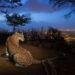 when super cities become the paradise of species 121549