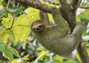 which animal has the longest arms 118703
