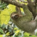 which animal has the longest arms 118703