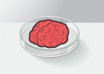 which cells nourish the brain for gaming 123623