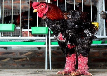 which chicken breed of vietnam is popular in china due to its long neck 121188