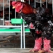 which chicken breed of vietnam is popular in china due to its long neck 121188