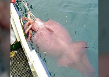 which species is the largest in the world 124437