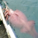which species is the largest in the world 124437