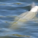 white elephant stranded on seine river 122240