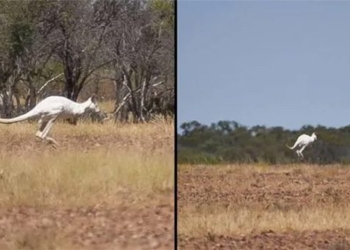 white kangaroo sighting in australia 119880
