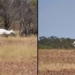 white kangaroo sighting in australia 119880
