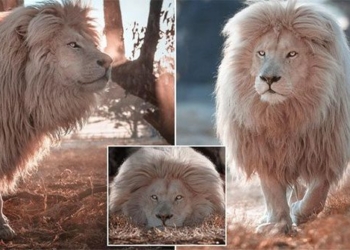 white lion mystery appearance in south africa 118405