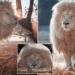 white lion mystery appearance in south africa 118405