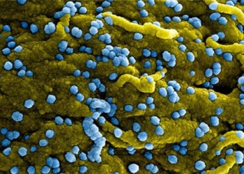 who announces outbreak of new virus 121821