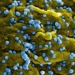 who announces outbreak of new virus 121821