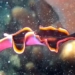 why 1 capacity of beautiful worms can save 2 million people every year 123595