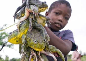 why africans eat this extremely poisonous frog 120683