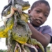 why africans eat this extremely poisonous frog 120683