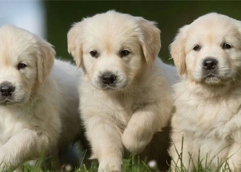 why animals recognize their owners even when humans dont speak 124441