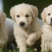 why animals recognize their owners even when humans dont speak 124441