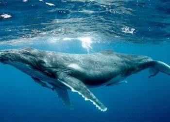 why animals with a nose like a whale can swim underwater 122992