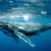 why animals with a nose like a whale can swim underwater 122992
