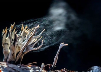 why are there poisonous mushrooms and are there non poisonous ones 115965