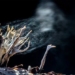 why are there poisonous mushrooms and are there non poisonous ones 115965