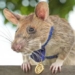 why cambodia mourns a mouse that just died 118269