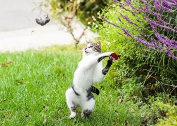 why cats chase mice 122512