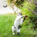 why cats chase mice 122512