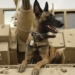 why dogs are trained to detect drugs and explosives 123086