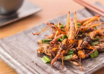 why insects could be the key to food security 119161