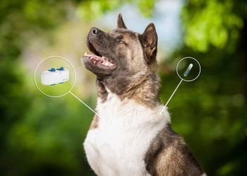 why japan decided to use id cards for pets 122458