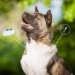 why japan decided to use id cards for pets 122458