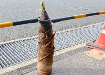 why japanese perform ritual offering for a bamboo tree 120760